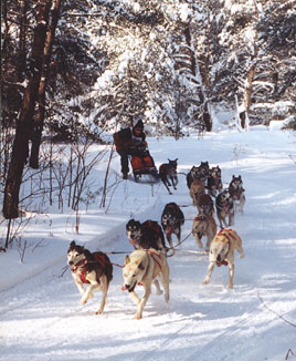sled dog